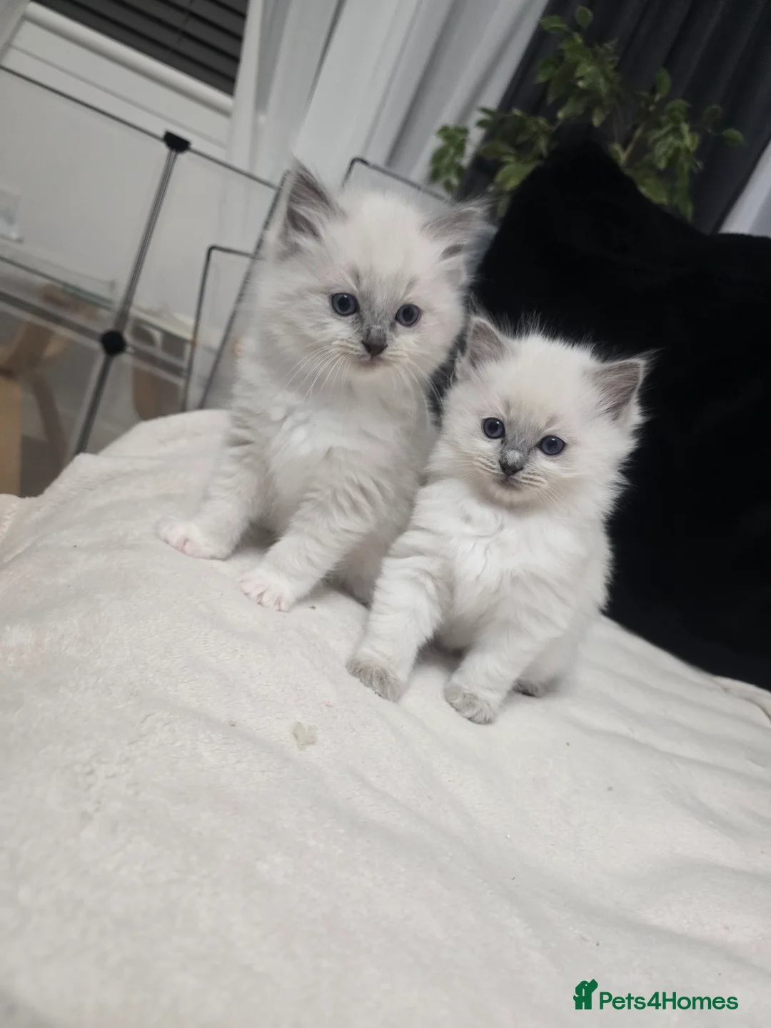 Ragdoll cats for sale: Adorable ragdoll silky kittens 🐾💕 in Renfrew - Advert 1