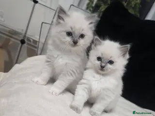 Ragdoll cats Adorable ragdoll silky kittens 🐾💕 - Advert 4