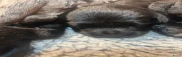 Labradoodle dogs for sale: Mini Labradoodles F1: Black & Blue Merle  in Thirsk - Advert 9