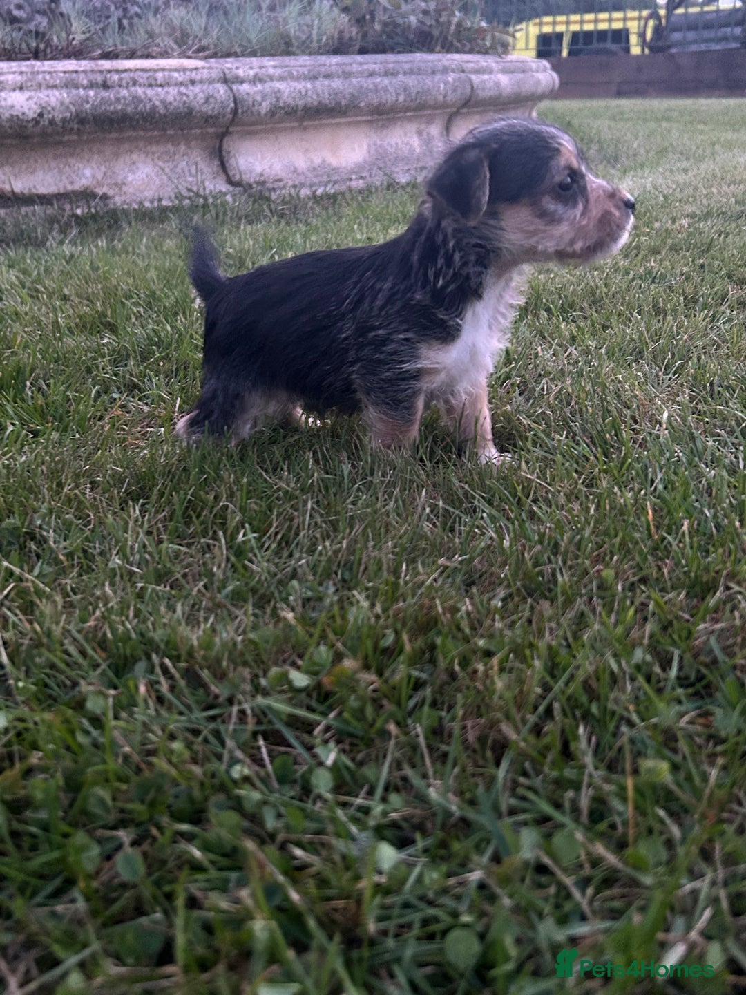 Jack Russell dogs for sale: 7 pure jack russel puppies  - Image 5