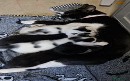 Mixed Breed cats for sale: Lovely mixed breed kittens  - Image 1