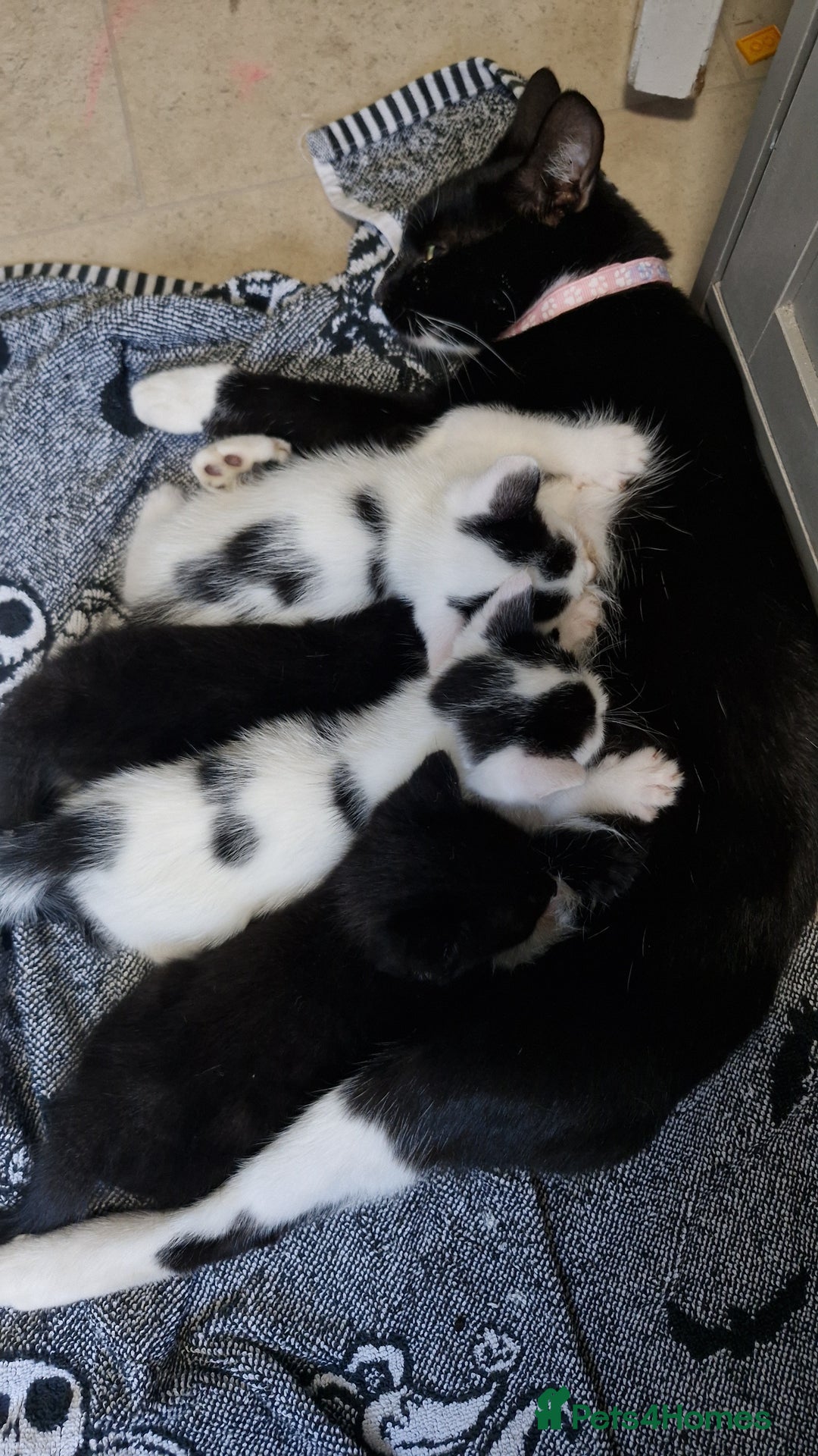 Mixed Breed cats for sale: Lovely mixed breed kittens  - Image 1