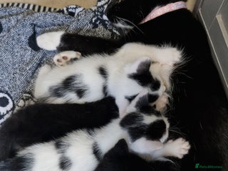 Mixed Breed cats - Advert 1