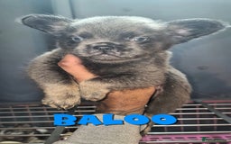 French Bulldog dogs for sale: ✨ Enchanted Frenchie Puppies Ready Now! ✨ - Advert 20