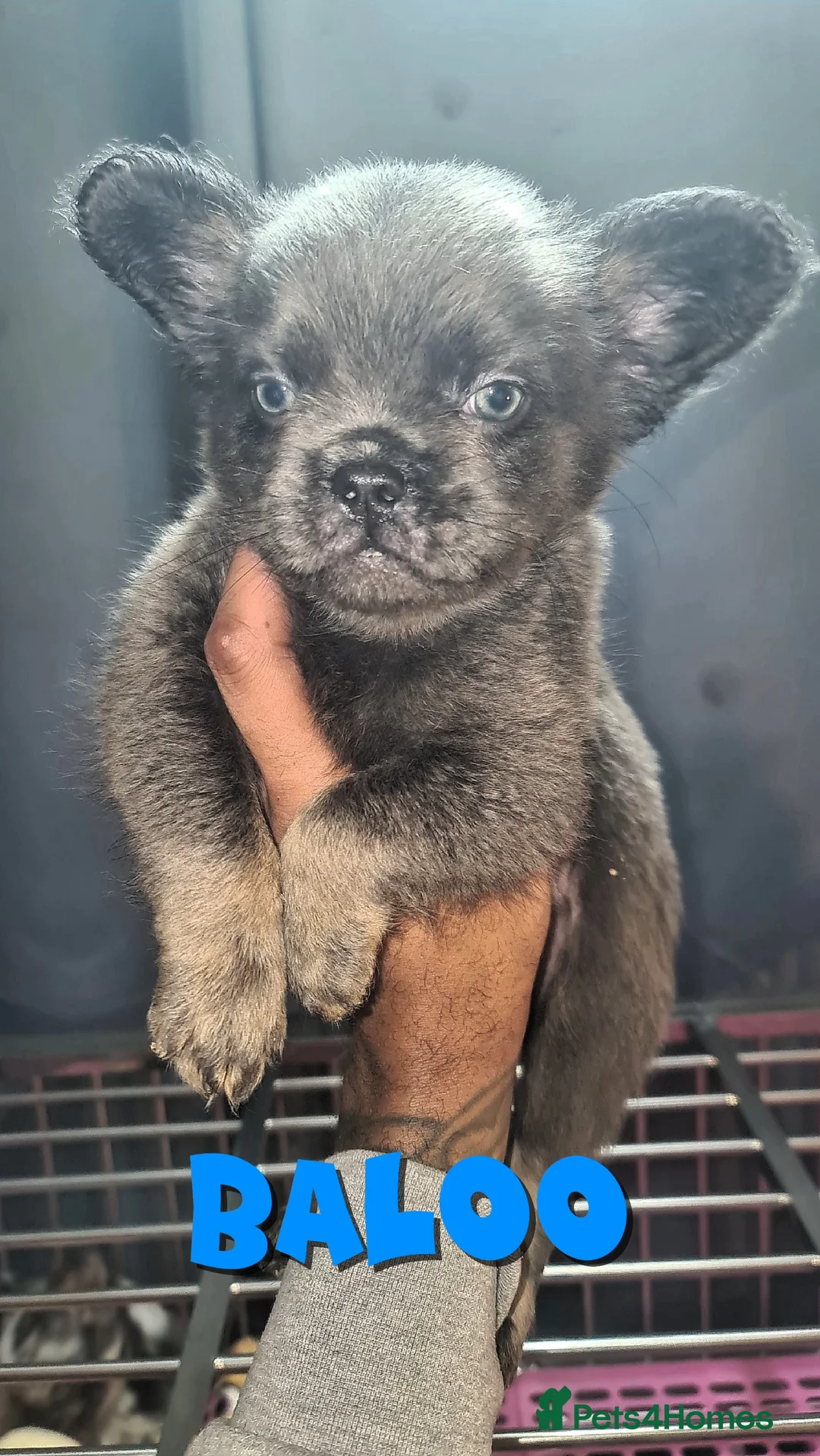 French Bulldog dogs for sale: ✨ Enchanted Frenchie Puppies Ready Now! ✨ - Advert 24