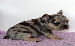 French Bulldog dogs for sale: Fluffy french bulldogs carrying Pink & Testable  - Image 6