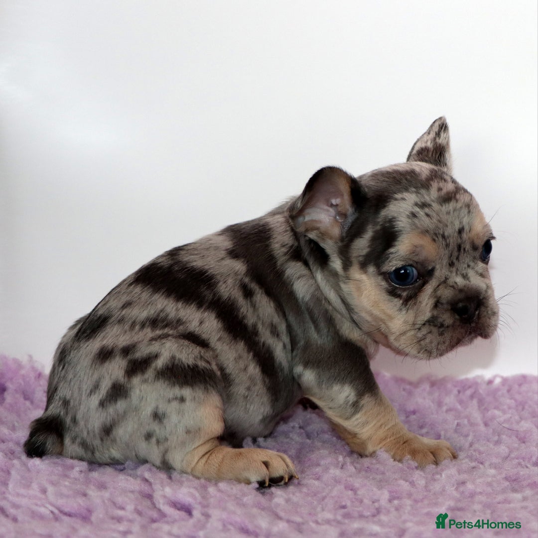 French Bulldog dogs for sale: Fluffy french bulldogs carrying Pink & Testable  - Image 6