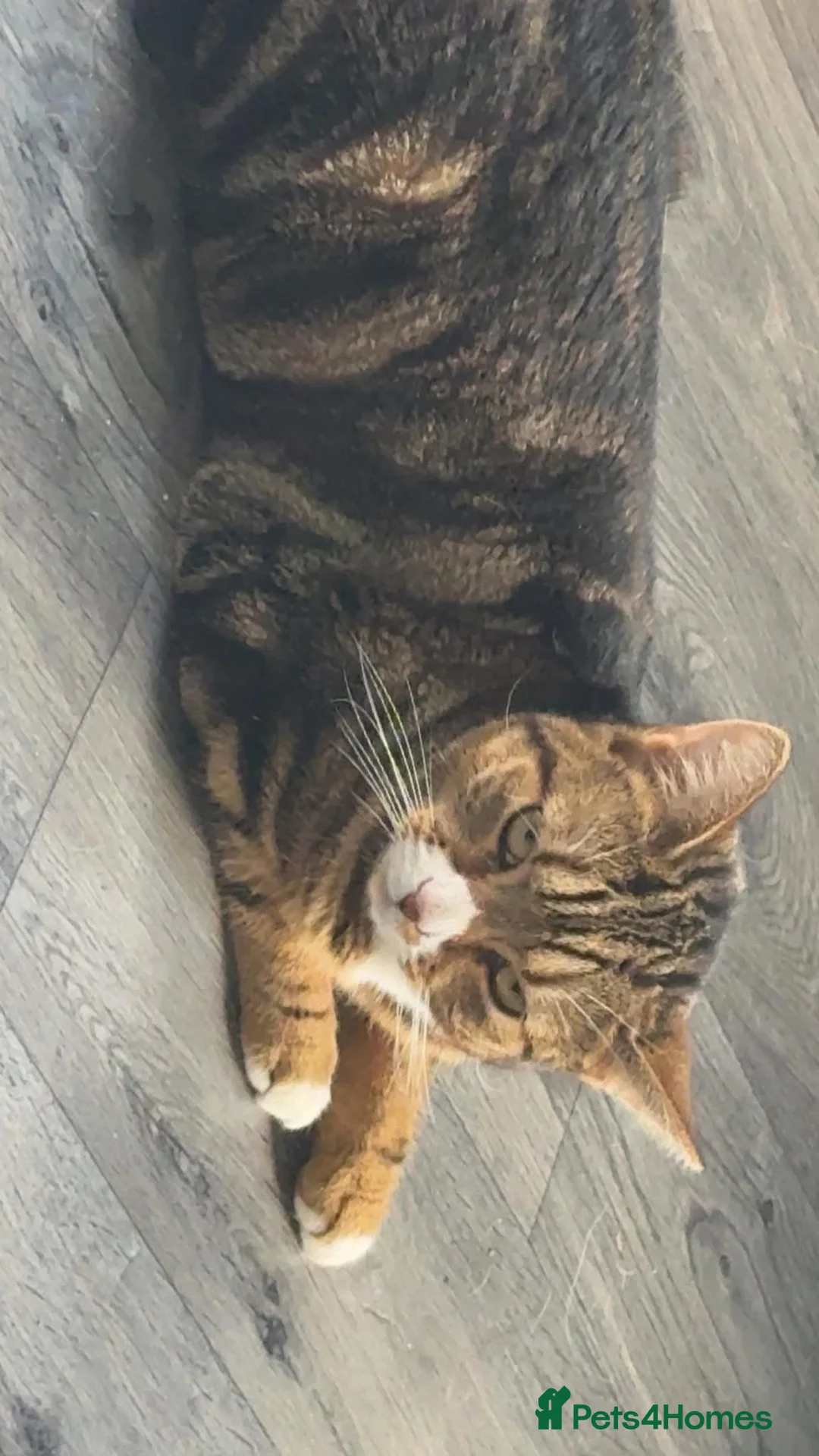 British Shorthair cats for sale:  female cat  - Advert 5