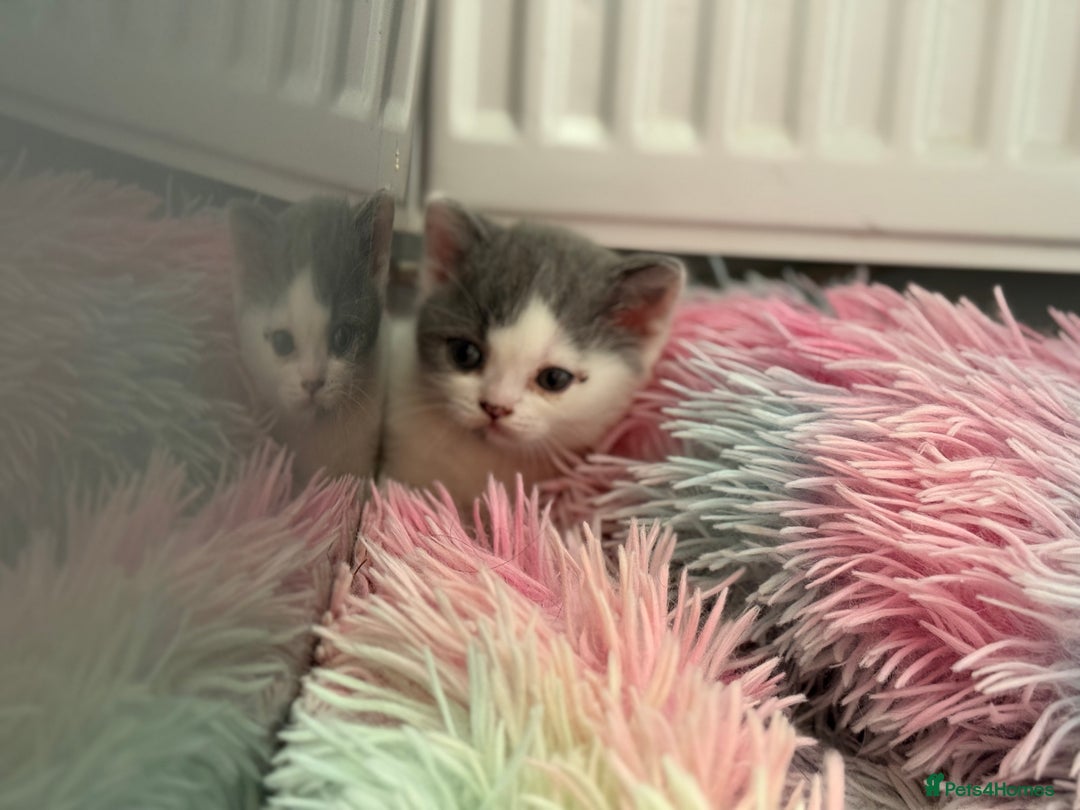 British Shorthair cats for sale: Beautiful gccf British short hair kittens  - Image 18
