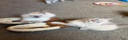 Ragdoll cats for sale: 3 gorgeous blue point male ragdolls. Ready now.  - Advert 3