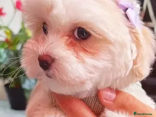 Maltipoo dogs Quality F1 Maltipoo puppy ready! - Advert 5