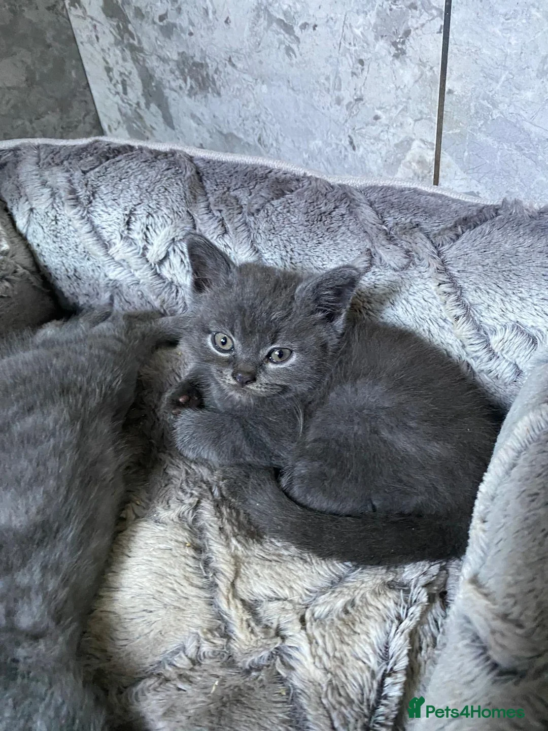 British Shorthair cats for sale: BSH kittens - Advert 2