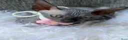 Sphynx cats for sale: Beautiful Sphynx Kittens in Maidenhead - Advert 8