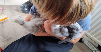 Mini Lop rabbits - Advert 2