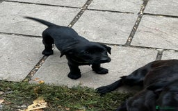 Labrador Retriever dogs for sale: Beautiful litter of working line black lab pups  - Image 8