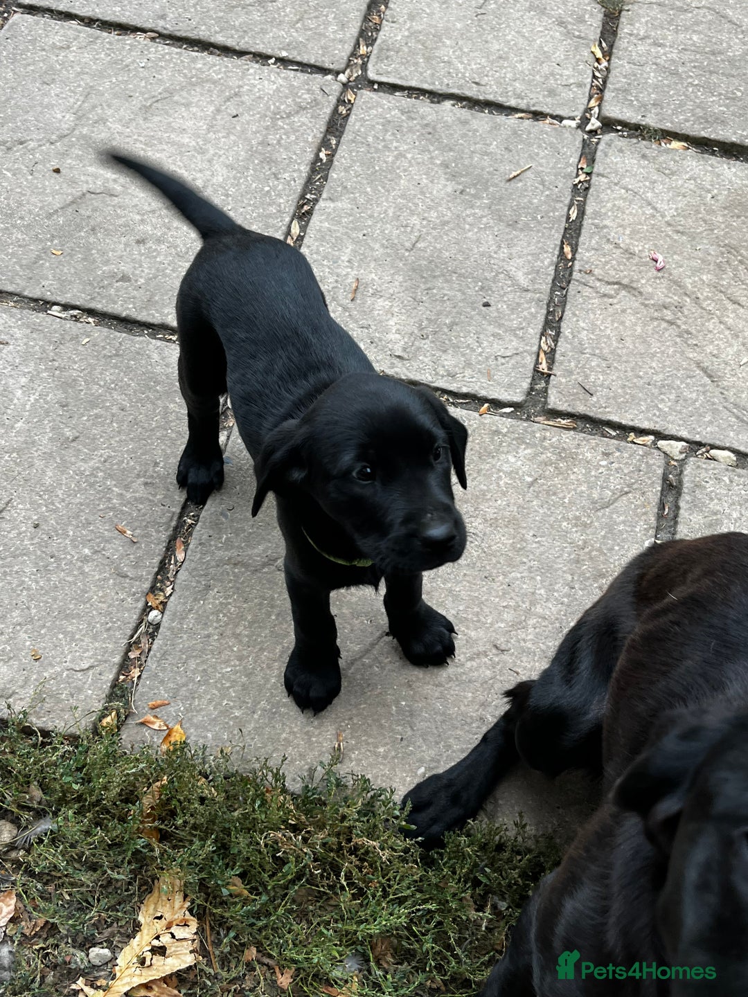 Labrador Retriever dogs for sale: Beautiful litter of working line black lab pups  - Image 8