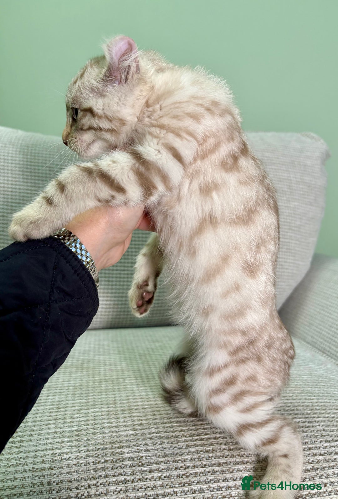 Savannah cats for sale: Superb wild looking snow leopard male  - Advert 10