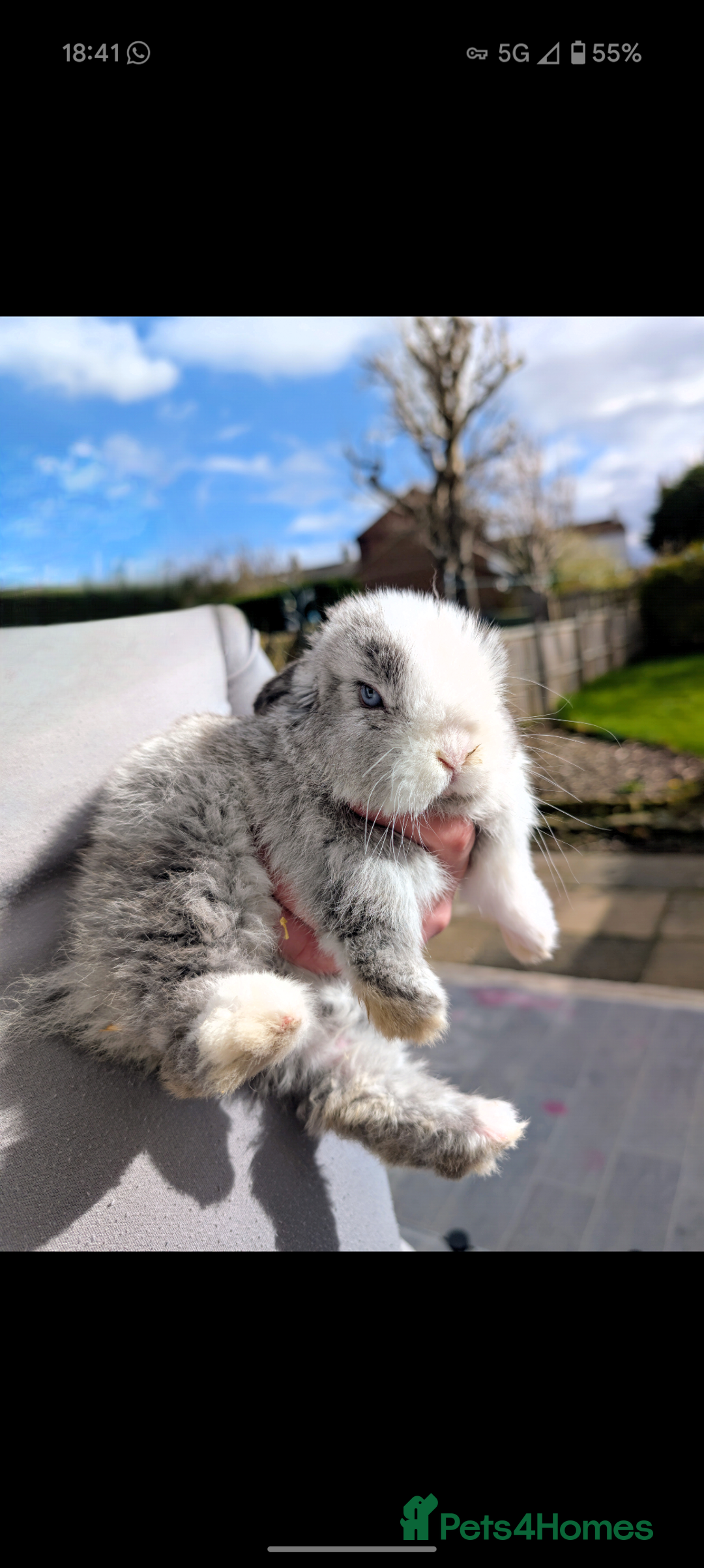 Mini Lop rabbits for sale: Baby mini lop bunny - Image 1