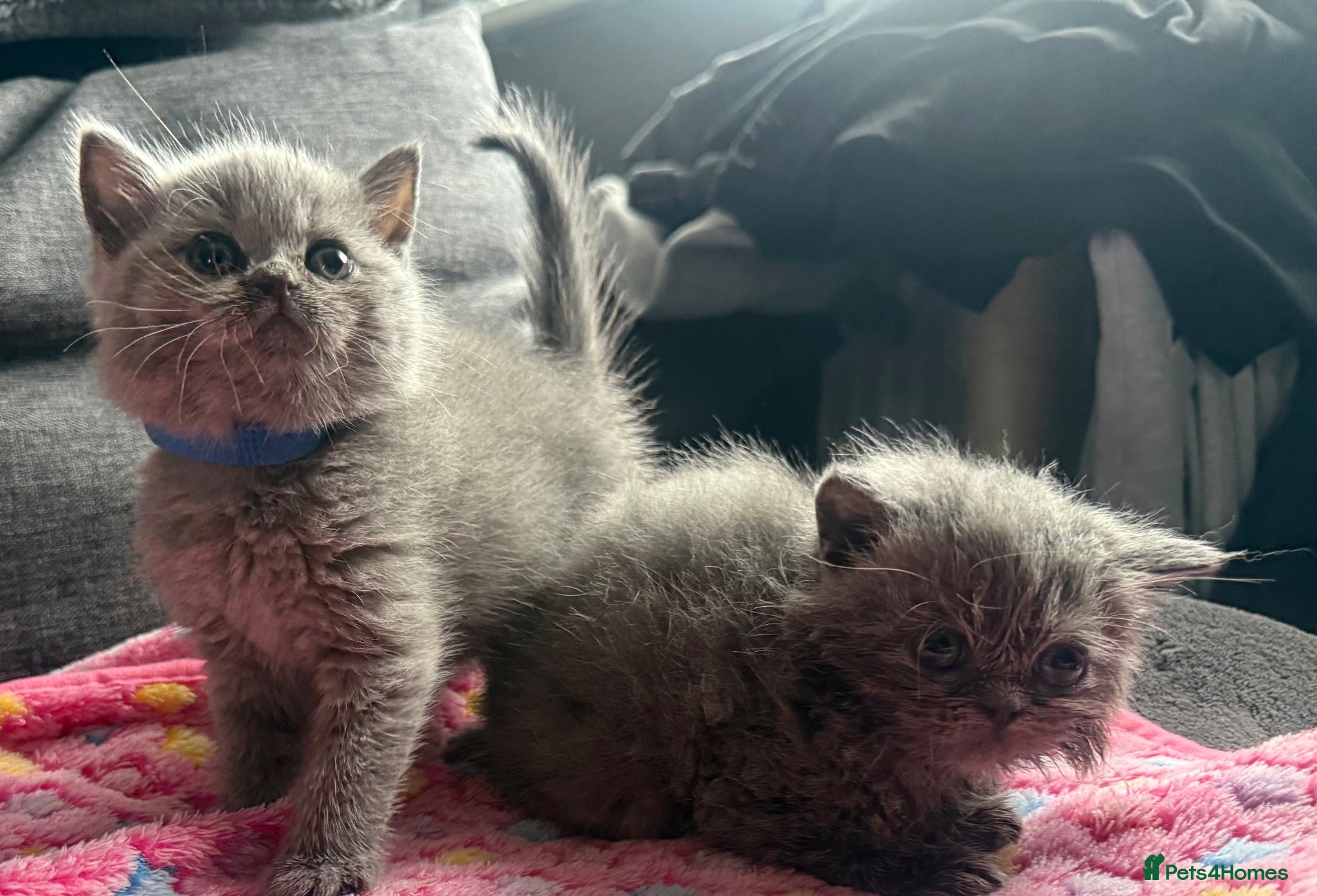 British Shorthair cats Gorgeous British Short Hair - Advert 1