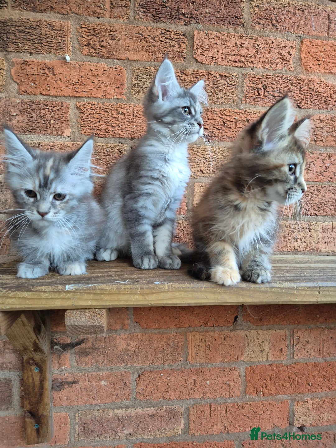 Maine Coon cats for sale: 2 Boys 3 girls Maine Coones kittens - Advert 11