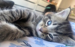Bengal cats for sale: Bengal x Persian male kitten for sale! - Image 17