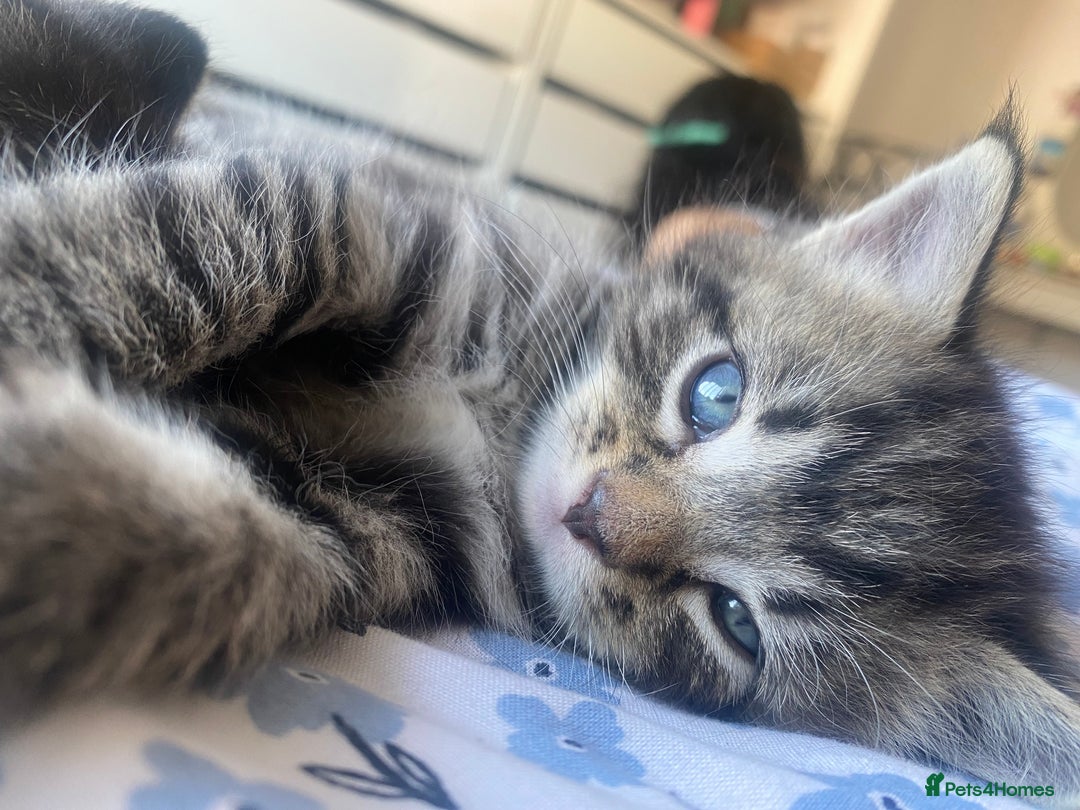 Bengal cats for sale: Bengal x Persian male kitten for sale! - Image 17