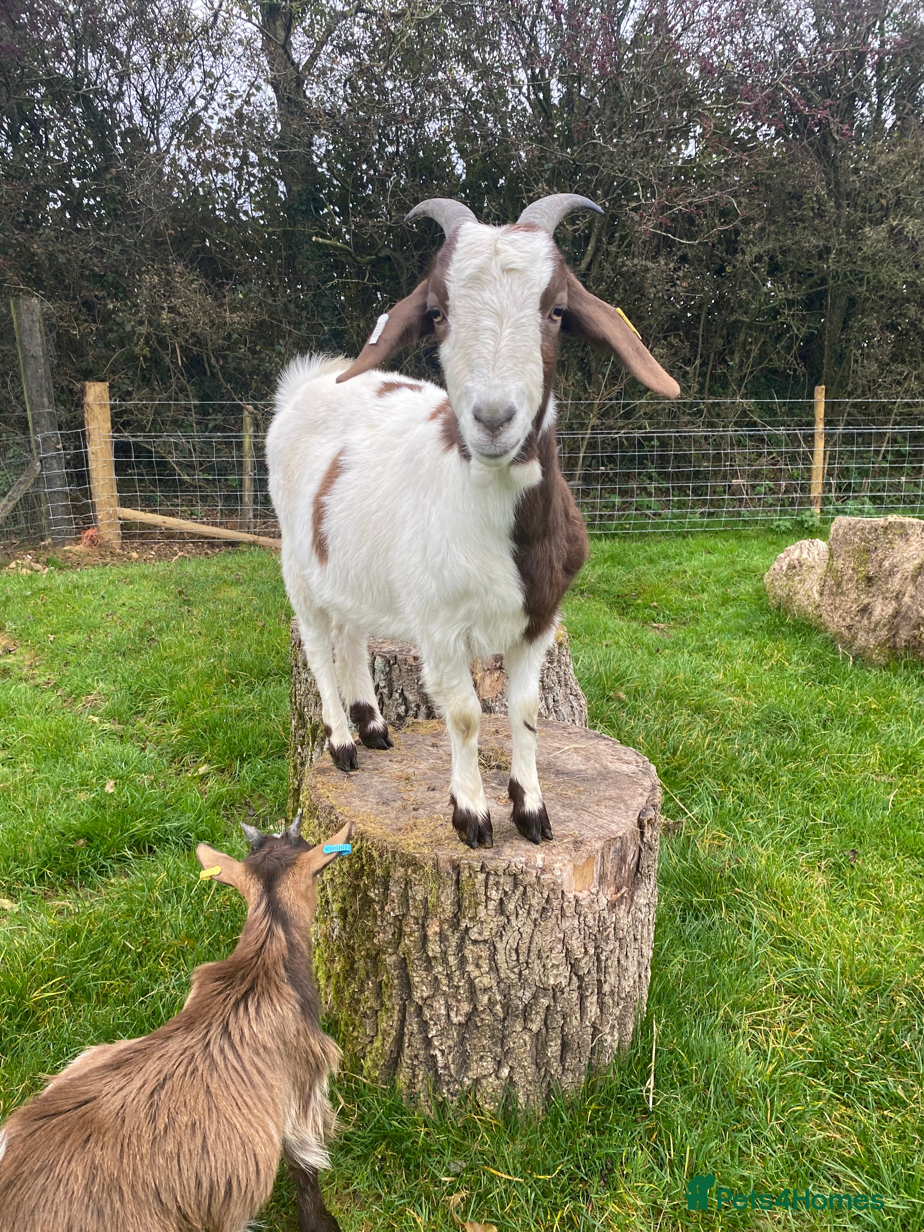Goats livestock FEMALE BOER GOAT LOOKING FOR A GOOD HOME - Advert 12