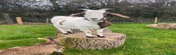 Goats livestock for sale: FEMALE BOER GOAT LOOKING FOR A GOOD HOME - Advert 1