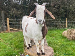 Goats livestock FEMALE BOER GOAT LOOKING FOR A GOOD HOME - Advert 10