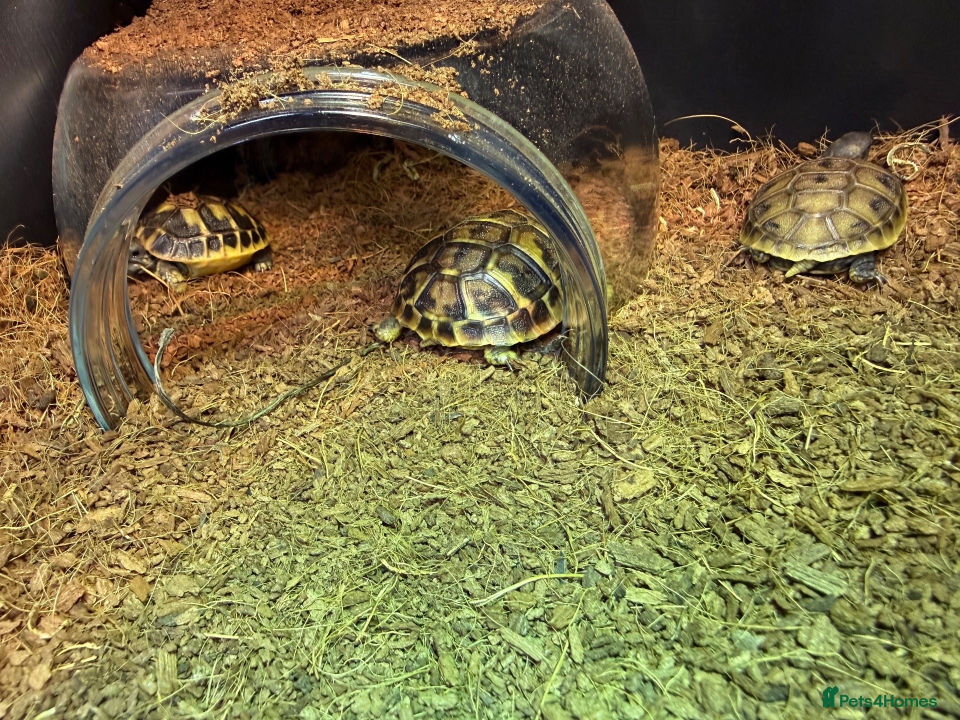 Hermann Tortoise reptiles Hermanns tortoise hatchlings  - Advert 2