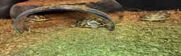 Hermann Tortoise reptiles for sale: Hermanns tortoise hatchlings  - Advert 2