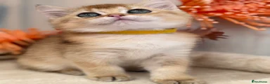 British Shorthair 3