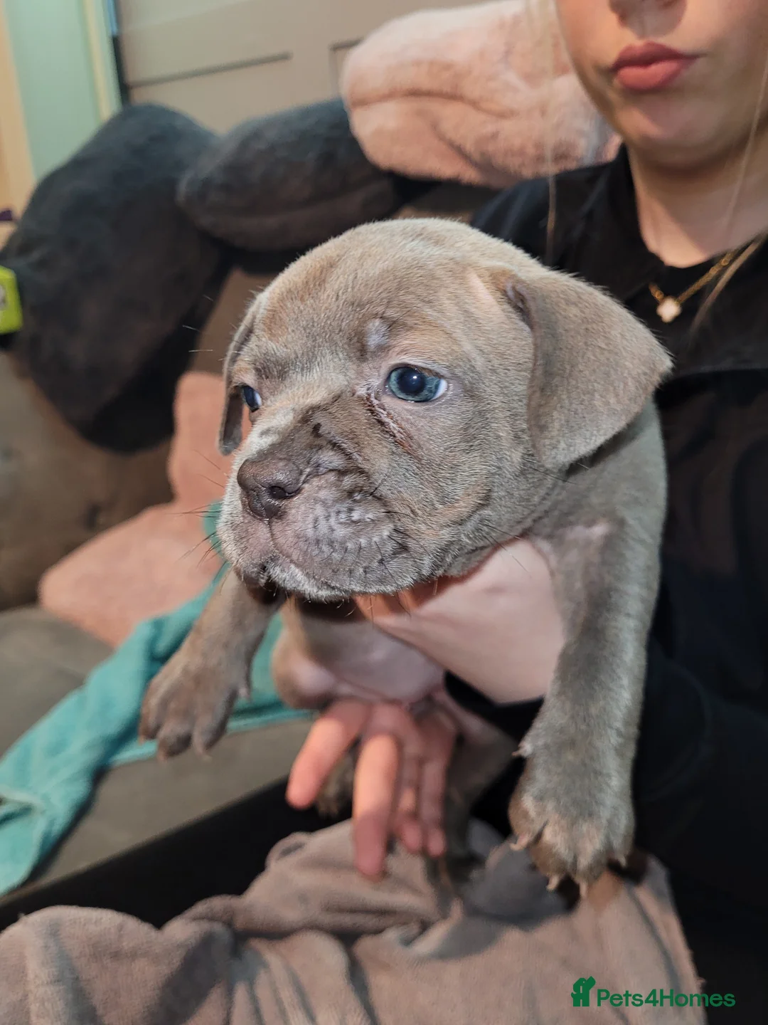 Mixed Breed dogs for sale: Puppies for sale  - Advert 2