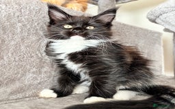 Maine Coon cats for sale: Maine coon - Image 3