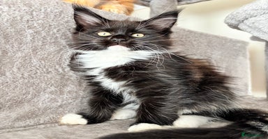 Maine Coon cats - Advert 5