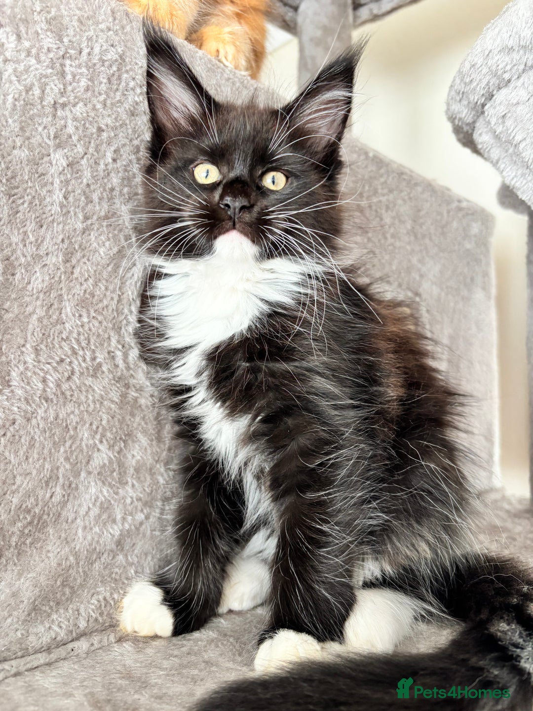 Maine Coon cats for sale: Maine coon - Image 3