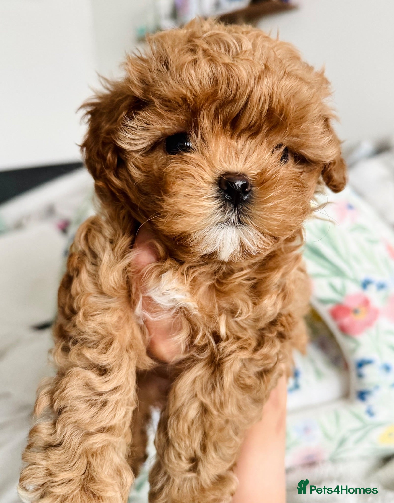 Maltipoo dogs 🧸True Tiny Asian Maltipoo Puppies DNA Clear🧸 - Advert 1