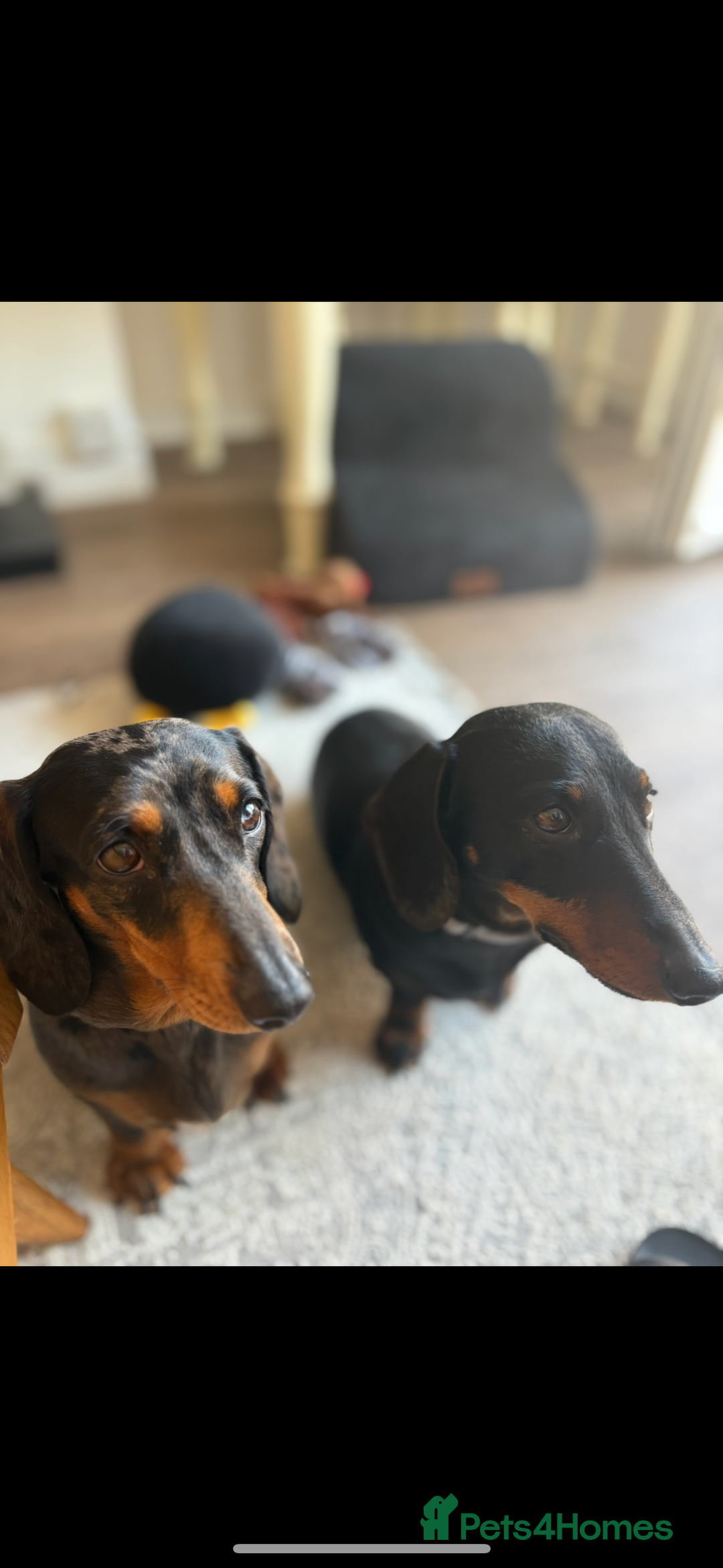 Miniature Dachshund dogs for sale: Miniature Dachshund litter due - Image 1