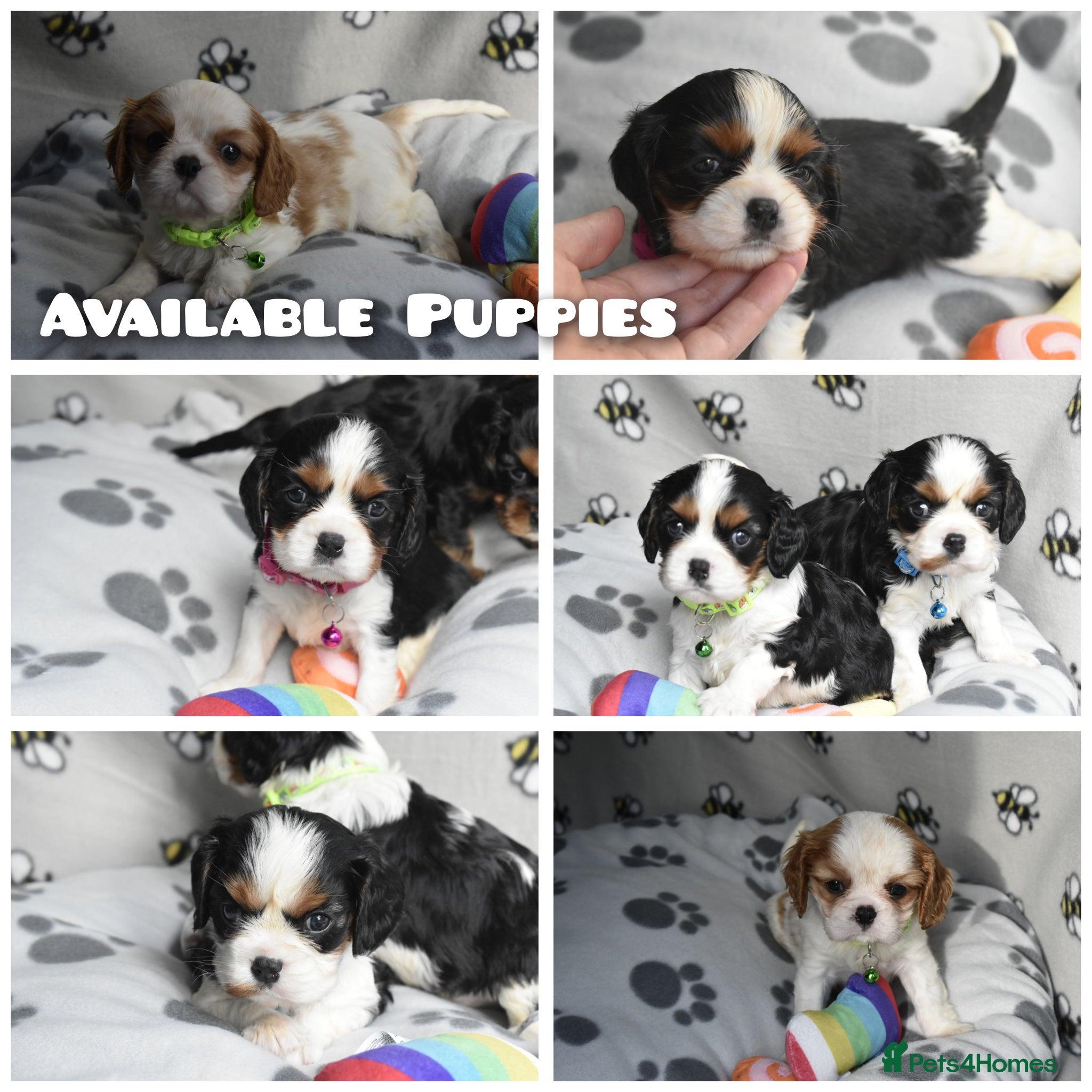 Cavalier King Charles Spaniel dogs Fully Health Tested KC Cavalier King Charles S - Advert 5