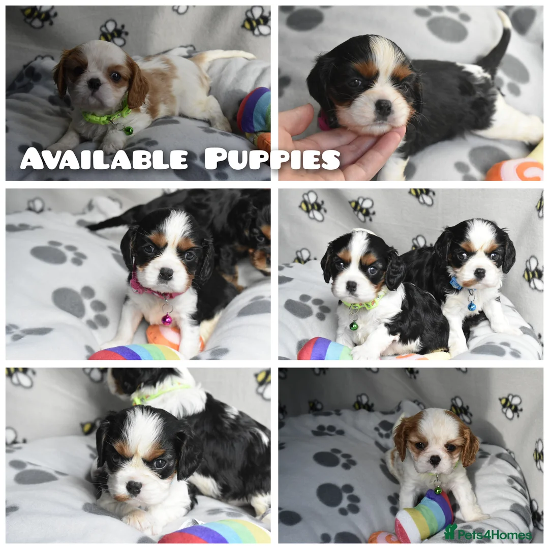 Cavalier King Charles Spaniel dogs for sale: Fully Health Tested KC Cavalier King Charles S in Rugby - Advert 1