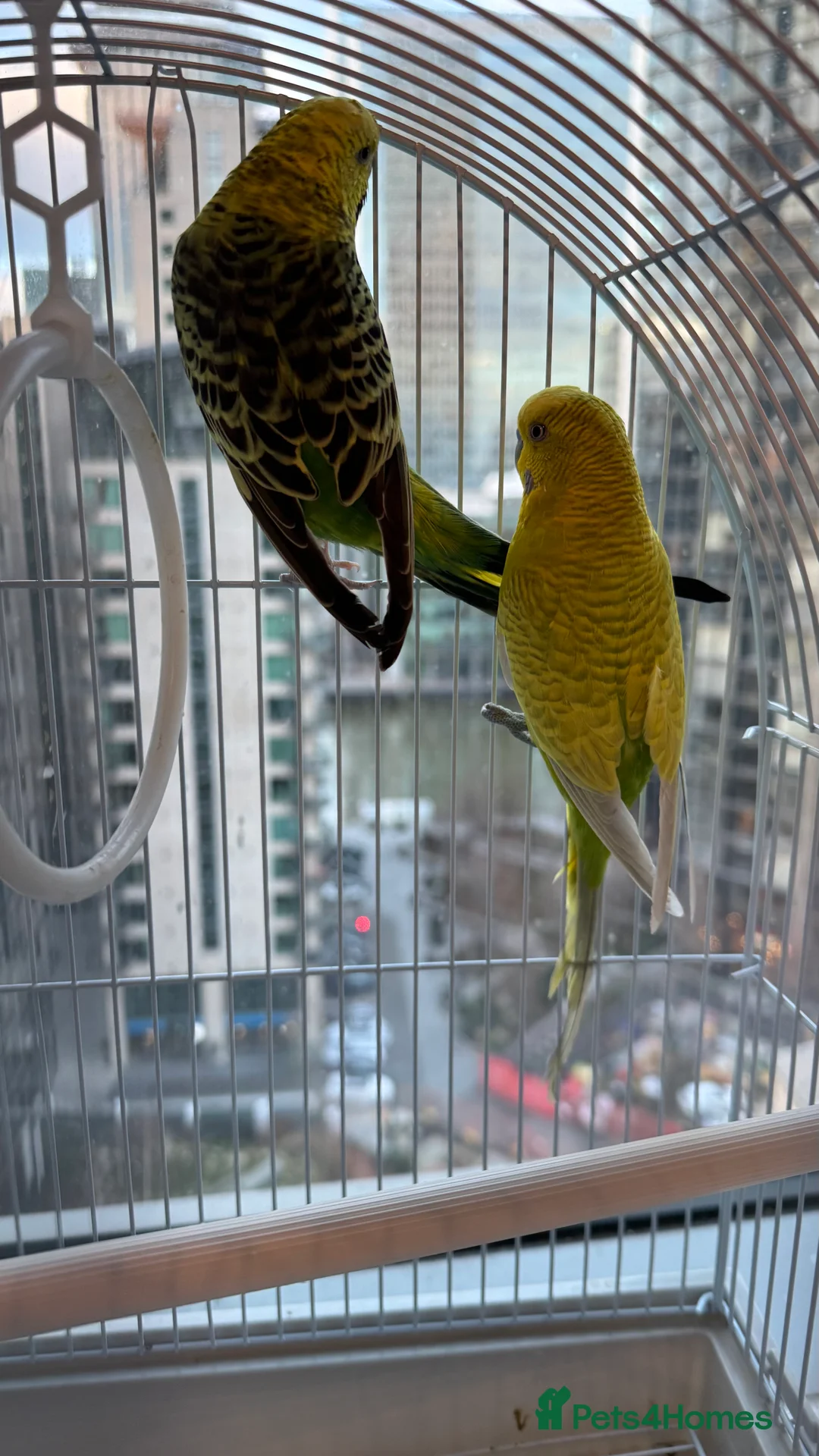 Budgerigars birds for sale: Bonded pair of budgies - Advert 3