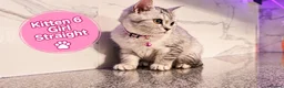 Scottish Fold cats for sale: 🐾 Beautiful Scottish Fold & Scottish Straight🐾 - Advert 2