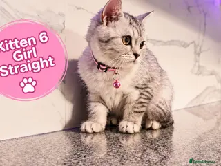 Scottish Fold cats 🐾 Beautiful Scottish Fold & Scottish Straight🐾 - Advert 2
