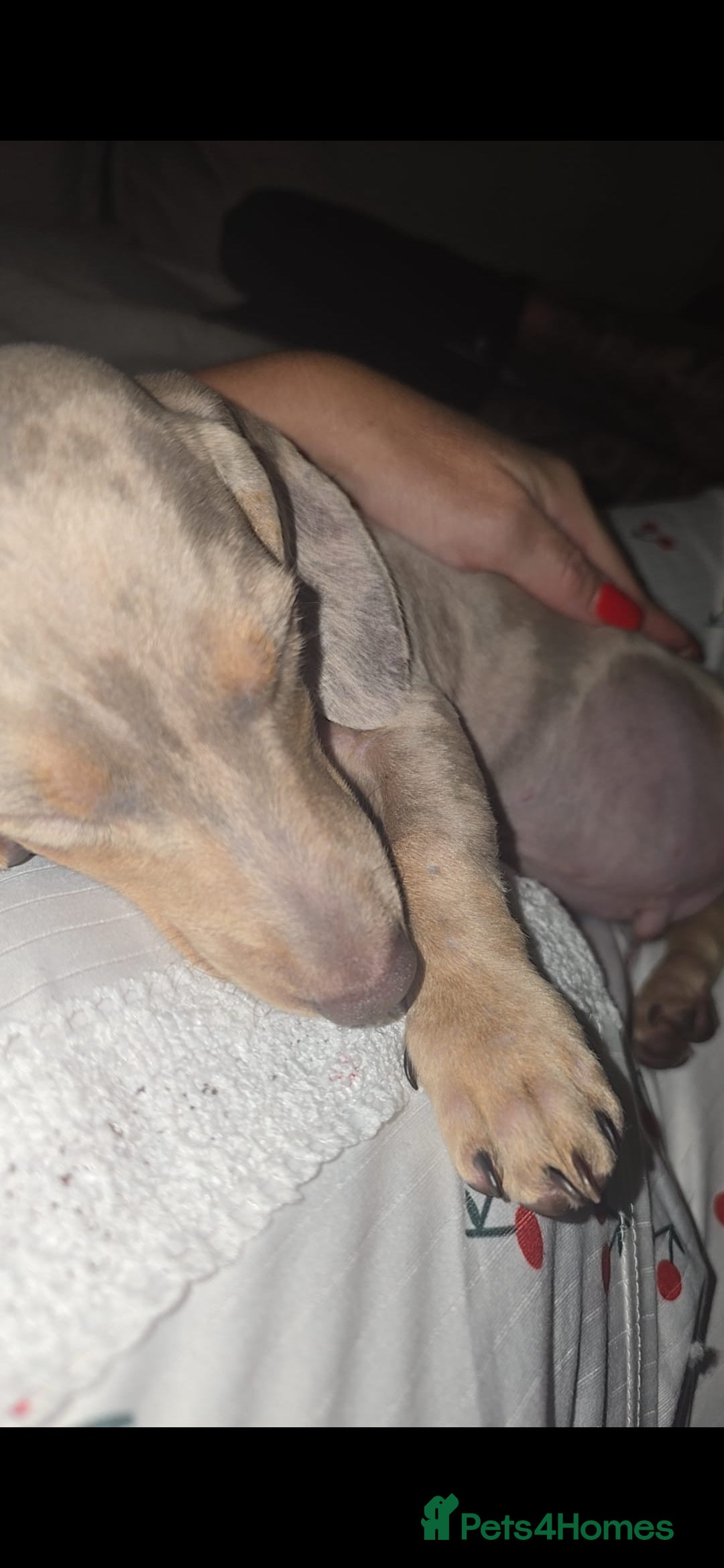 Miniature Dachshund dogs for sale: Lilac dapple Minature Daschaund - Image 9