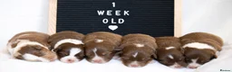 Australian Shepherd dogs for sale: KC registered Australian shepherd  - Advert 5