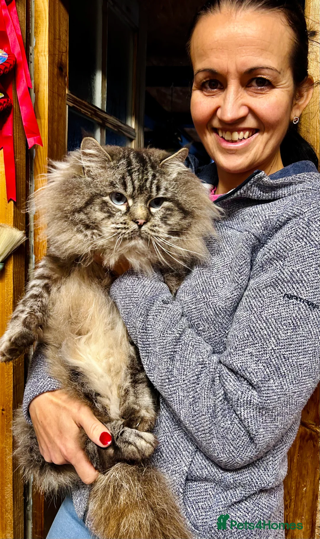 Ragdoll cats for stud: Stunning seal tabby point stud for selected queens in Manchester - Advert 13