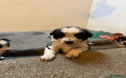 Border Collie dogs for sale: Border collie puppies  - Image 11