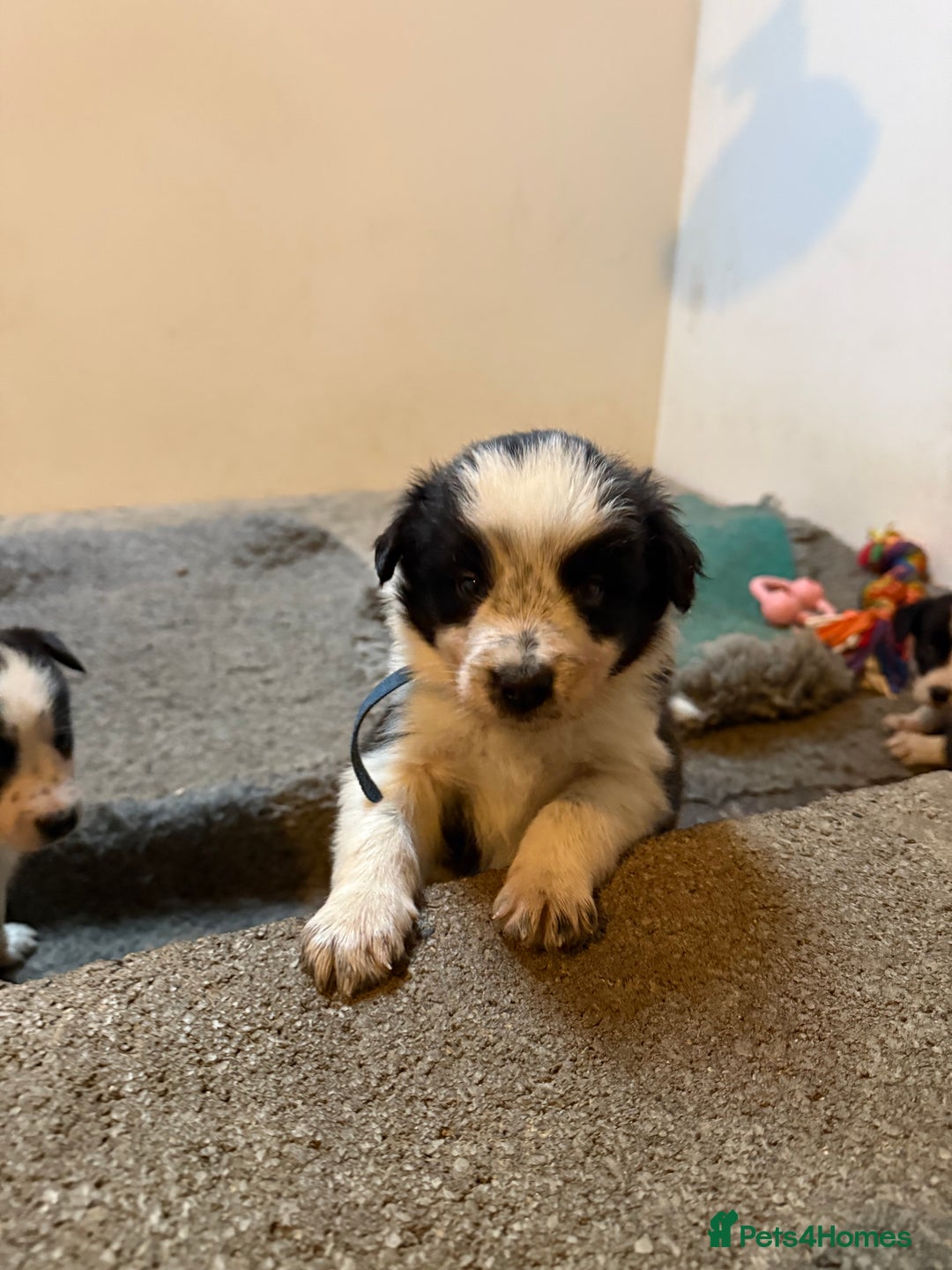 Border Collie dogs for sale: Border collie puppies  - Image 11