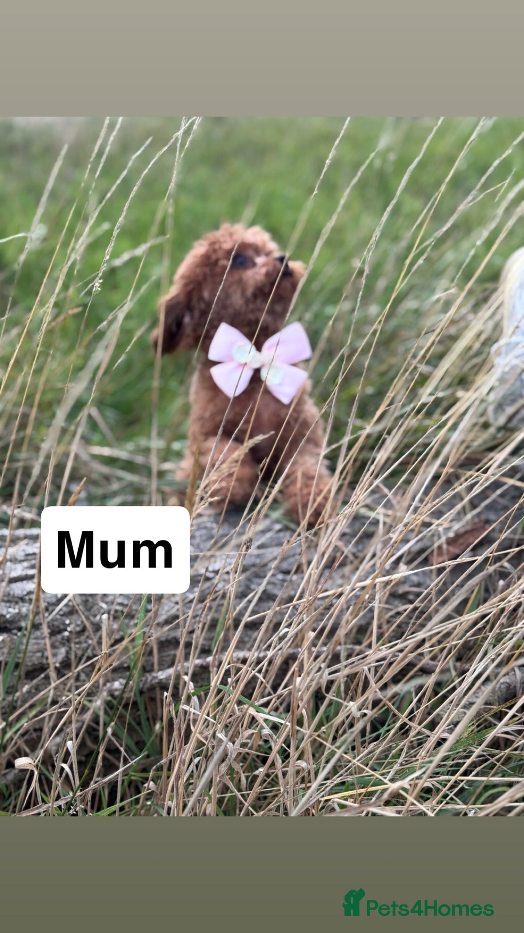Cavapoo dogs for sale: STANLEY 🎀 - Image 15