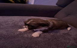 Mixed Breed dogs for sale: Teddy Bear Puppies - Advert 14